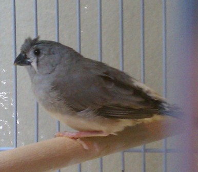 1-26-2012 Crested baby #2.jpg