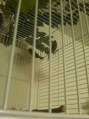 This is the pair in the breeding cage.