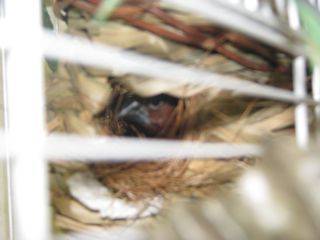 Here is the hen on eggs.