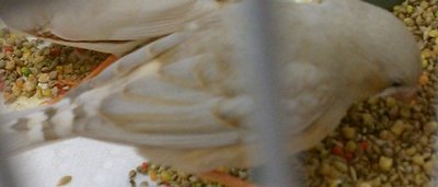 1-27-2012 orange laced male back.jpg