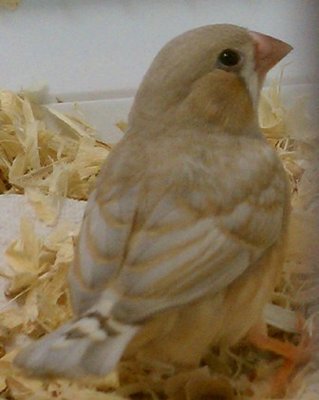 1-27-2012 Orange laced male.jpg