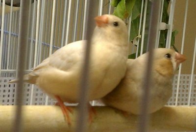 1-27-2012 Female Isabel and silver fawn with orange lacing.jpg