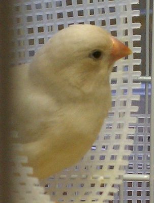 1-27-2012 Isabel female.jpg