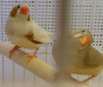 1-27-2012 FF and Fawn split to BB.jpg