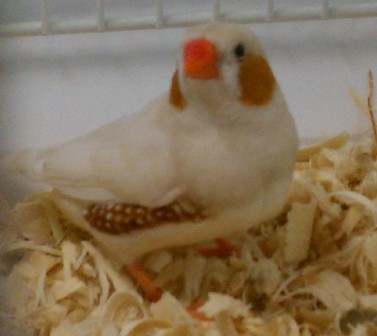 1-27-2012 FF male.jpg