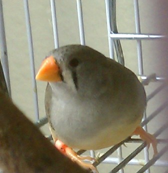 1-26-2012 Cleo.jpg