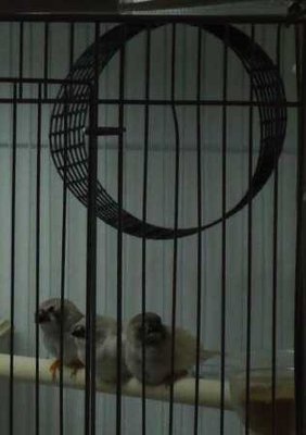 Continental CFW chicks and baby basket.JPG
