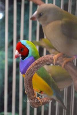 Courting his mate earlier this month -- whatever is going on, it's definitely NOT hampering his sex drive!  ;)