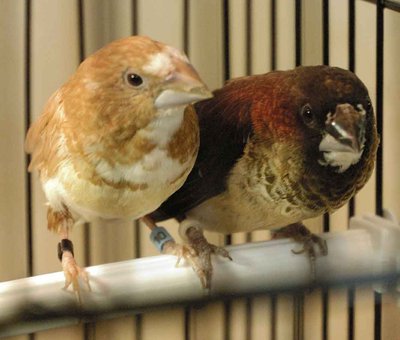 Another pair of society hens, as emergency fosters.