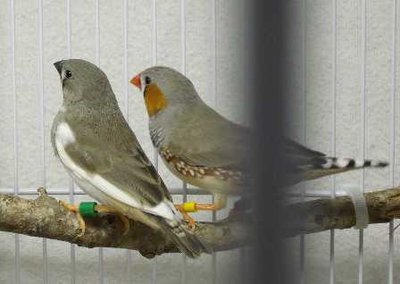 2-4-2011 normal split-fawn dad and white wing young.jpg