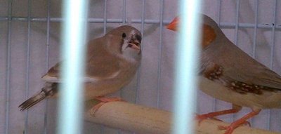 10-24 fawn fledgling pied with dad Flit.jpg