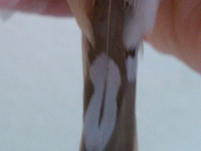 bird 1 b.jpg