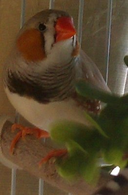 bird 1 d.jpg