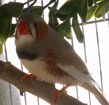 bird 1 a.jpg