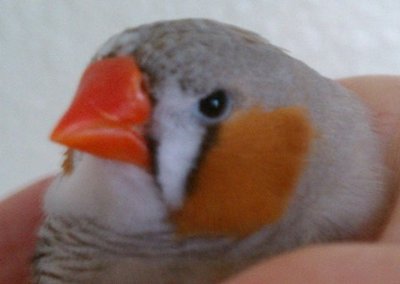 bird 1 c.jpg