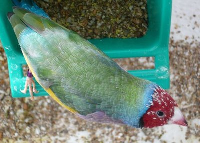 Beautiful, isn't he???