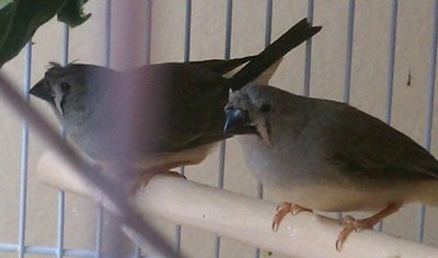 2-3-12 crested 1.jpg