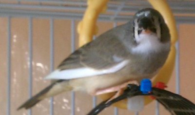 2-3-12 crested 2 white wing edges.jpg