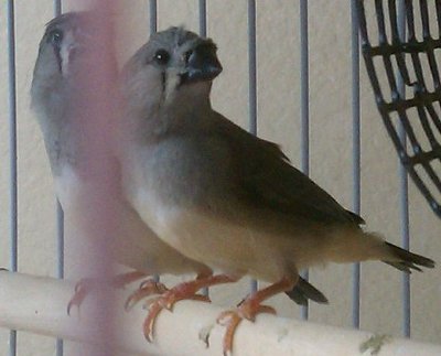 2-3-12 crested brother full crest sister partial in front.jpg