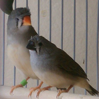 2-3-12 crested Mom and daughter.jpg