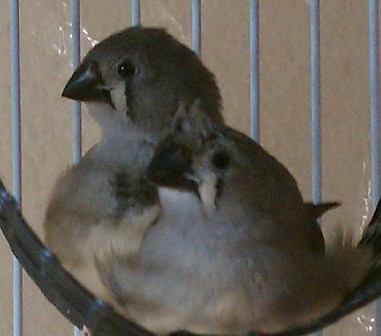 2-3-12 crested with non crested brother.jpg