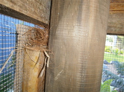 cordon nest on support pole-they refuse to use proper nests
