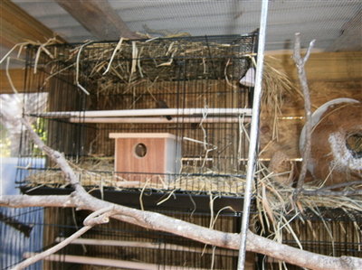 new nesting area for goulds and RFPF