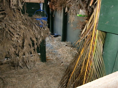 Enclosed nesting area-jacarinis like it too