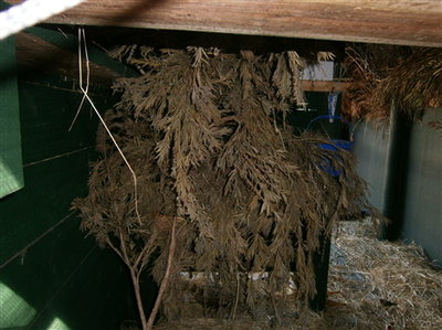 painted finch nest area