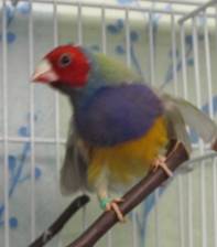 frizzle finch.jpg