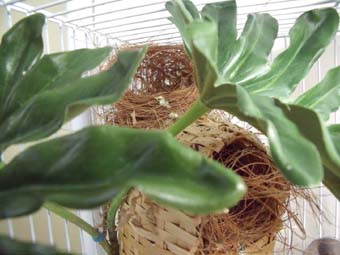 St_%20Helena%20nest,%20cock%20nest%20on%20top.jpg