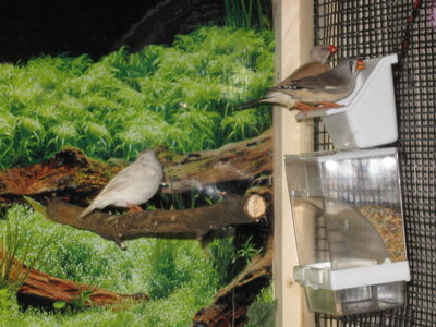 bird cage 003.jpg