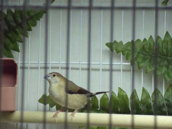 Silverbill Nov 3 female.jpg
