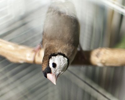 owlism.jpg