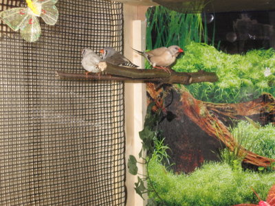 bird cage 006.jpg