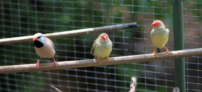 Pair of star finches