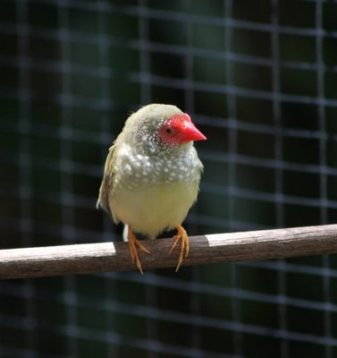 Star Finch hen