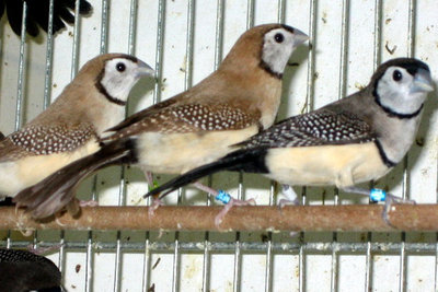 fawn and normal owlfinches.jpg