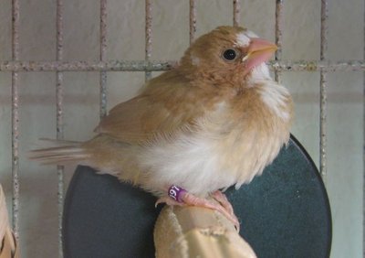 FirstSocietyFledgling2012.jpg