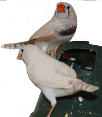 Male-Female-3.jpg