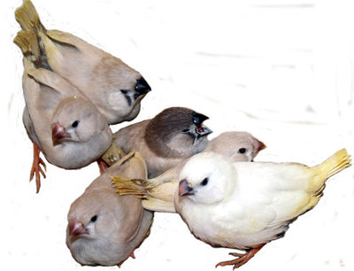 fleglings-4.jpg