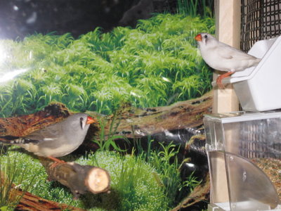 bird cage 008.jpg