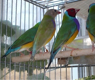 VDM1b Pastel & Opaline.jpg