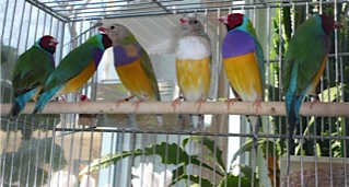 VDM1b, VDM2b, Pastel one(VDM1a's son), VDM3b's son WB, Opaline and VDM3B's son LB...all with bluer  depth, intense back...(except for the pastel one...)