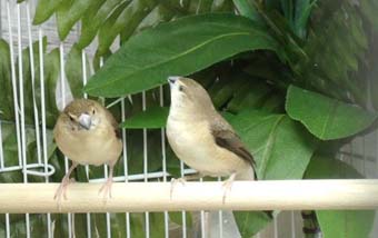 silverbills Nov 4 c.jpg