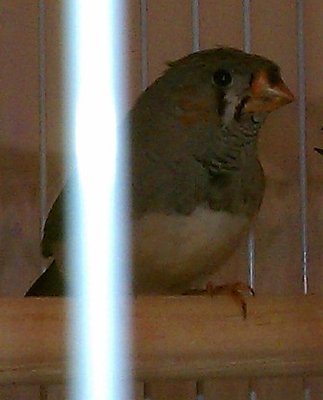 2-22-12 Crested boy coloring up.jpg