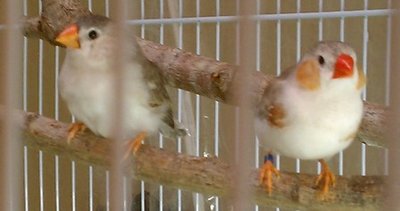 2-22-12 young pengiuns.jpg