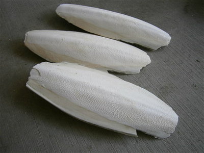 raw cuttle bone