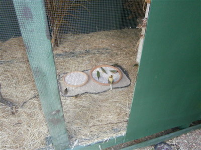 teh finches get stuck into it