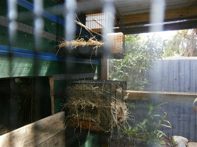 red faced parrot finch nest